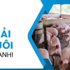 top-4-men-vi-sinh-cho-nuoc-thai-chan-nuoi-tot-nhat